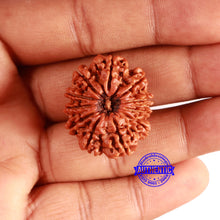 Load image into Gallery viewer, 11 Mukhi Nepalese Rudraksha - Bead No. 349
