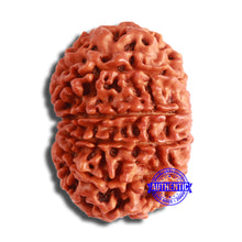 Load image into Gallery viewer, 11 Mukhi Nepalese Rudraksha - Bead No. 349
