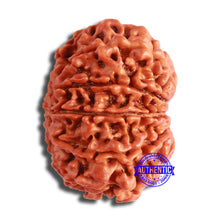 Load image into Gallery viewer, 11 Mukhi Nepalese Rudraksha - Bead No. 349
