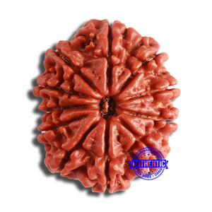 11 Mukhi Nepalese Rudraksha - Bead No. 350