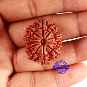 11 Mukhi Nepalese Rudraksha - Bead No. 350