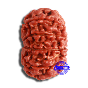 11 Mukhi Nepalese Rudraksha - Bead No. 350