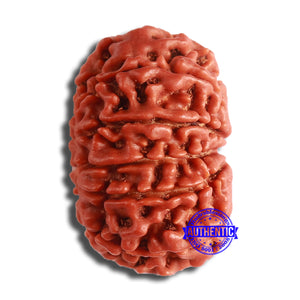 11 Mukhi Nepalese Rudraksha - Bead No. 350