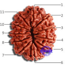 Load image into Gallery viewer, 11 Mukhi Nepalese Rudraksha - Bead No. 351
