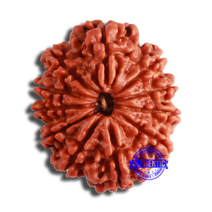 11 Mukhi Nepalese Rudraksha - Bead No. 351