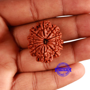 11 Mukhi Nepalese Rudraksha - Bead No. 351