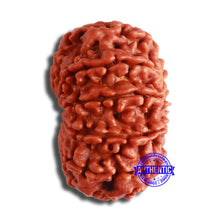 Load image into Gallery viewer, 11 Mukhi Nepalese Rudraksha - Bead No. 351
