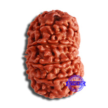 Load image into Gallery viewer, 11 Mukhi Nepalese Rudraksha - Bead No. 351
