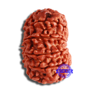 11 Mukhi Nepalese Rudraksha - Bead No. 351