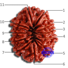 Load image into Gallery viewer, 11 Mukhi Nepalese Rudraksha - Bead No. 353
