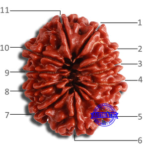 11 Mukhi Nepalese Rudraksha - Bead No. 353