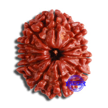 Load image into Gallery viewer, 11 Mukhi Nepalese Rudraksha - Bead No. 353
