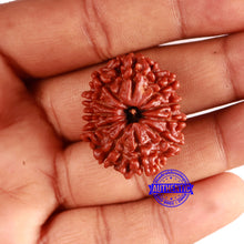 Load image into Gallery viewer, 11 Mukhi Nepalese Rudraksha - Bead No. 353
