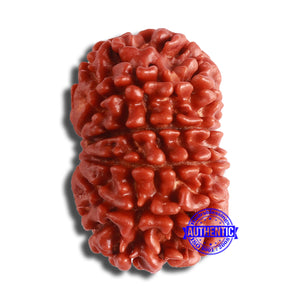 11 Mukhi Nepalese Rudraksha - Bead No. 353