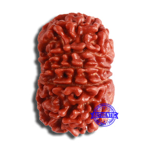 11 Mukhi Nepalese Rudraksha - Bead No. 353