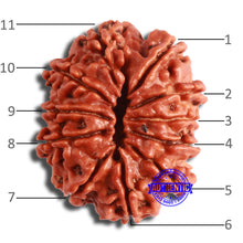 Load image into Gallery viewer, 11 Mukhi Nepalese Rudraksha - Bead No. 354
