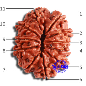 11 Mukhi Nepalese Rudraksha - Bead No. 354