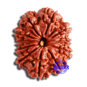 11 Mukhi Nepalese Rudraksha - Bead No. 354