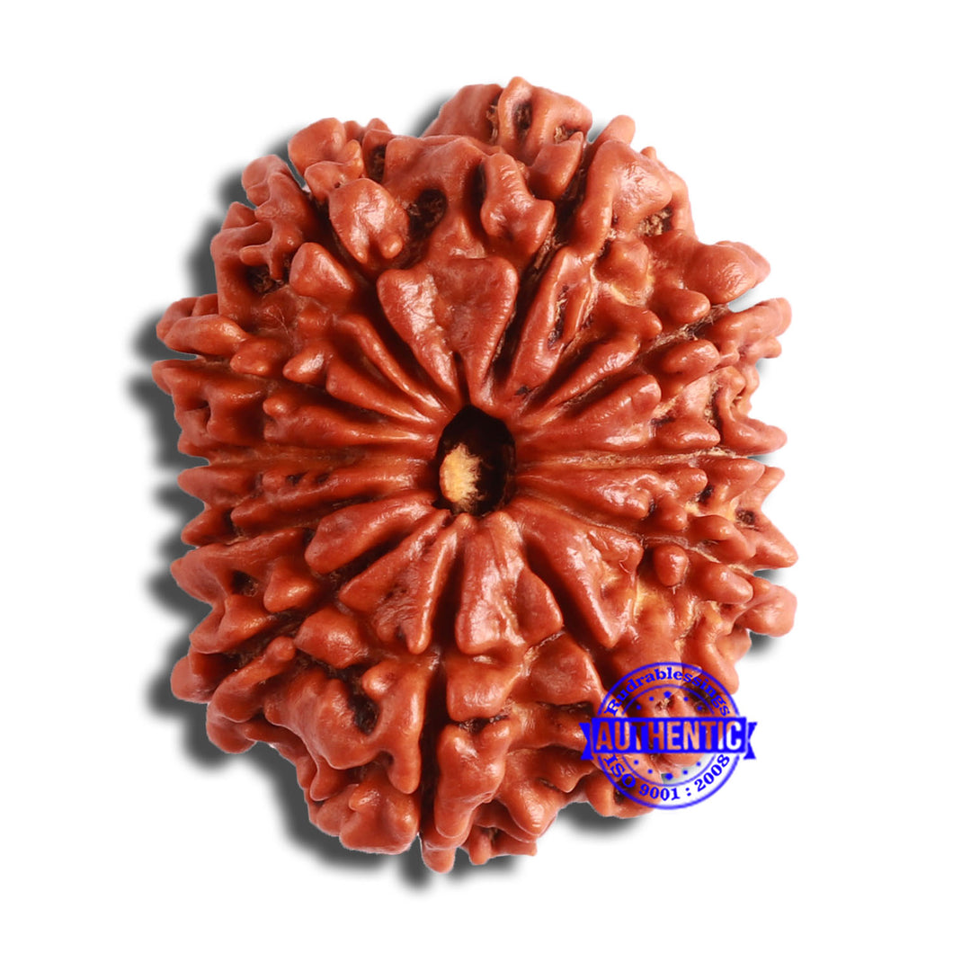 11 Mukhi Nepalese Rudraksha - Bead No. 354