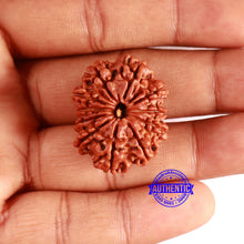 Load image into Gallery viewer, 11 Mukhi Nepalese Rudraksha - Bead No. 354
