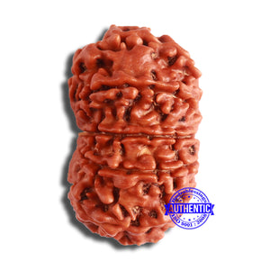 11 Mukhi Nepalese Rudraksha - Bead No. 354