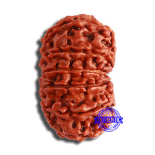 Load image into Gallery viewer, 11 Mukhi Nepalese Rudraksha - Bead No. 354
