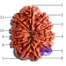 Load image into Gallery viewer, 11 Mukhi Nepalese Rudraksha - Bead No. 356
