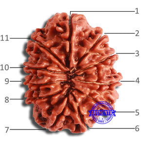 11 Mukhi Nepalese Rudraksha - Bead No. 356