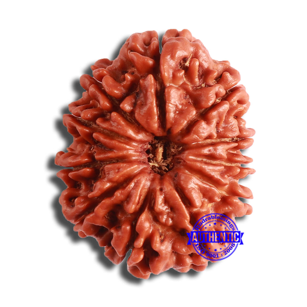 11 Mukhi Nepalese Rudraksha - Bead No. 356