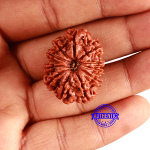 11 Mukhi Nepalese Rudraksha - Bead No. 356