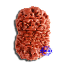 Load image into Gallery viewer, 11 Mukhi Nepalese Rudraksha - Bead No. 356
