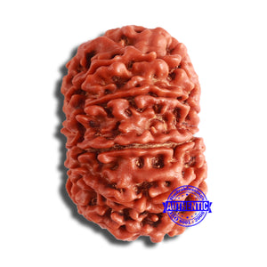 11 Mukhi Nepalese Rudraksha - Bead No. 356