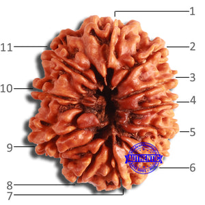 11 Mukhi Nepalese Rudraksha - Bead No. 359