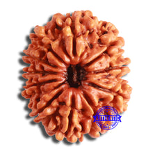 Load image into Gallery viewer, 11 Mukhi Nepalese Rudraksha - Bead No. 359
