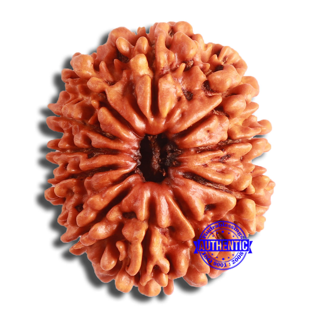 11 Mukhi Nepalese Rudraksha - Bead No. 359