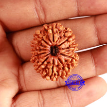 Load image into Gallery viewer, 11 Mukhi Nepalese Rudraksha - Bead No. 359
