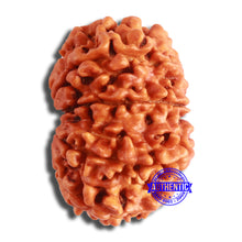 Load image into Gallery viewer, 11 Mukhi Nepalese Rudraksha - Bead No. 359
