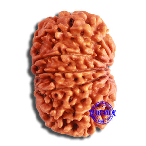 11 Mukhi Nepalese Rudraksha - Bead No. 359