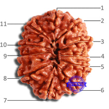 Load image into Gallery viewer, 11 Mukhi Nepalese Rudraksha - Bead No. 360
