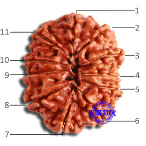 11 Mukhi Nepalese Rudraksha - Bead No. 360