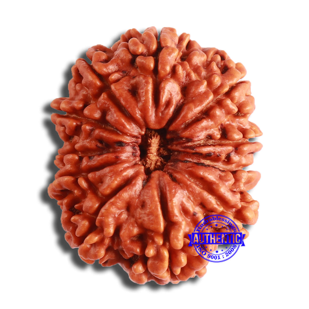 11 Mukhi Nepalese Rudraksha - Bead No. 360