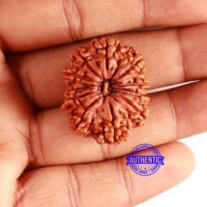 11 Mukhi Nepalese Rudraksha - Bead No. 360