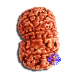 11 Mukhi Nepalese Rudraksha - Bead No. 360