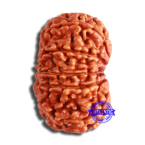 11 Mukhi Nepalese Rudraksha - Bead No. 360