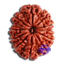 Load image into Gallery viewer, 11 Mukhi Nepalese Rudraksha - Bead No. 362
