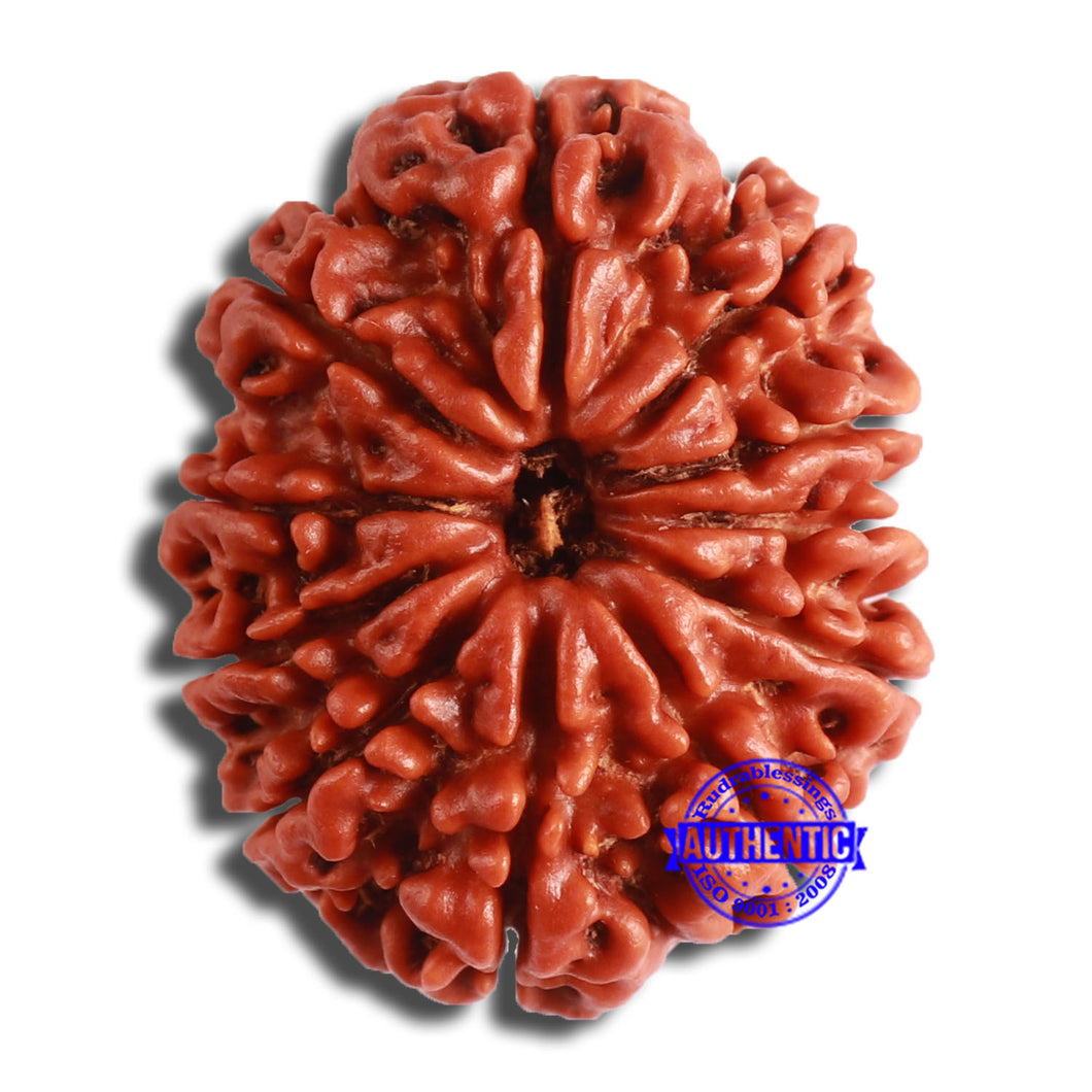 11 Mukhi Nepalese Rudraksha - Bead No. 362