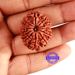 11 Mukhi Nepalese Rudraksha - Bead No. 362