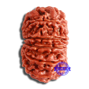 11 Mukhi Nepalese Rudraksha - Bead No. 362