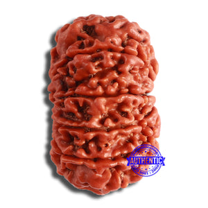 11 Mukhi Nepalese Rudraksha - Bead No. 362