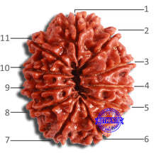 Load image into Gallery viewer, 11 Mukhi Nepalese Rudraksha - Bead No. 363
